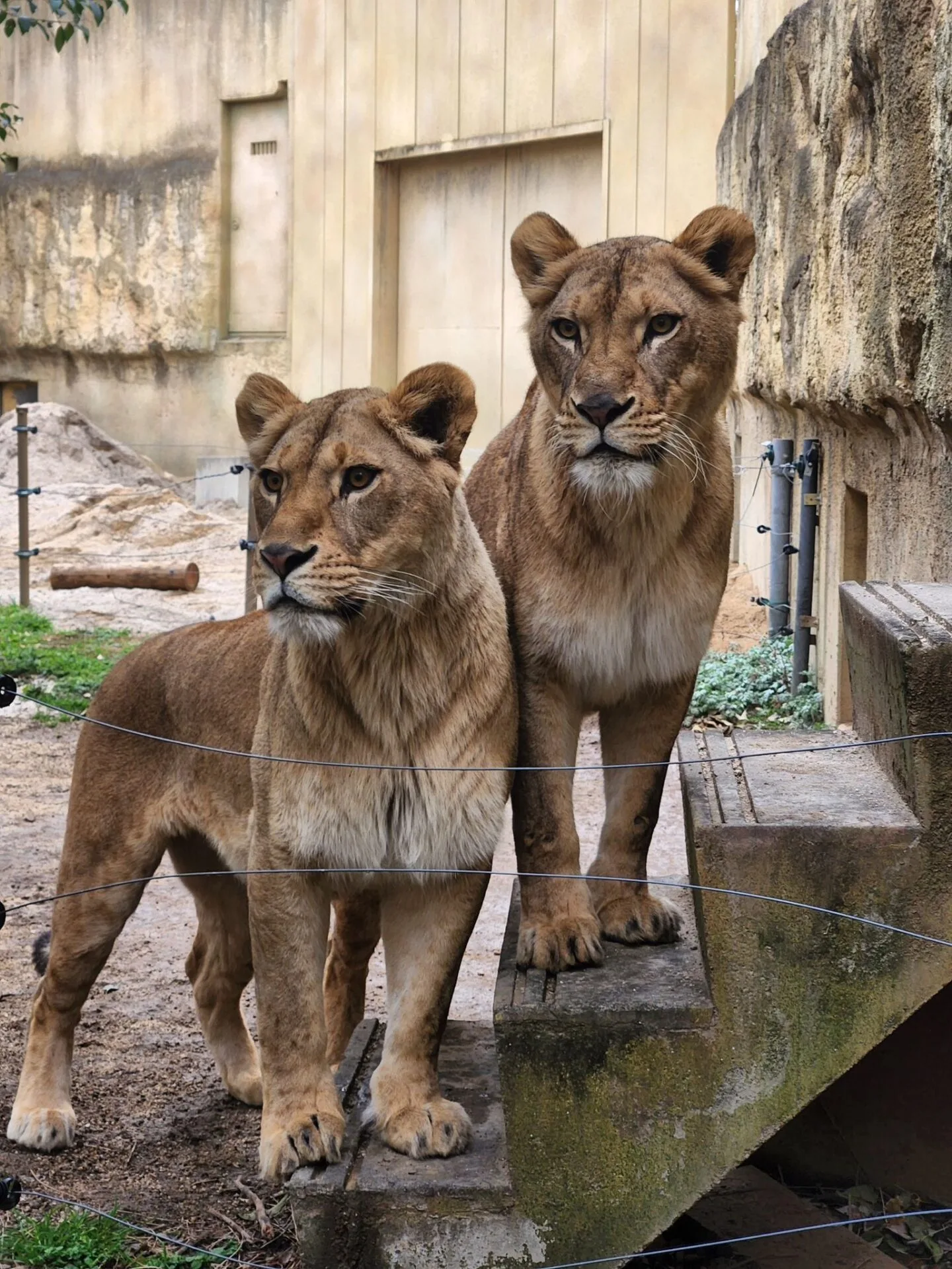 ภาพสัตว์โลกน่ารัก สวนสัตว์โทบุ Tobu Zoo ประเทศญี่ปุ่น