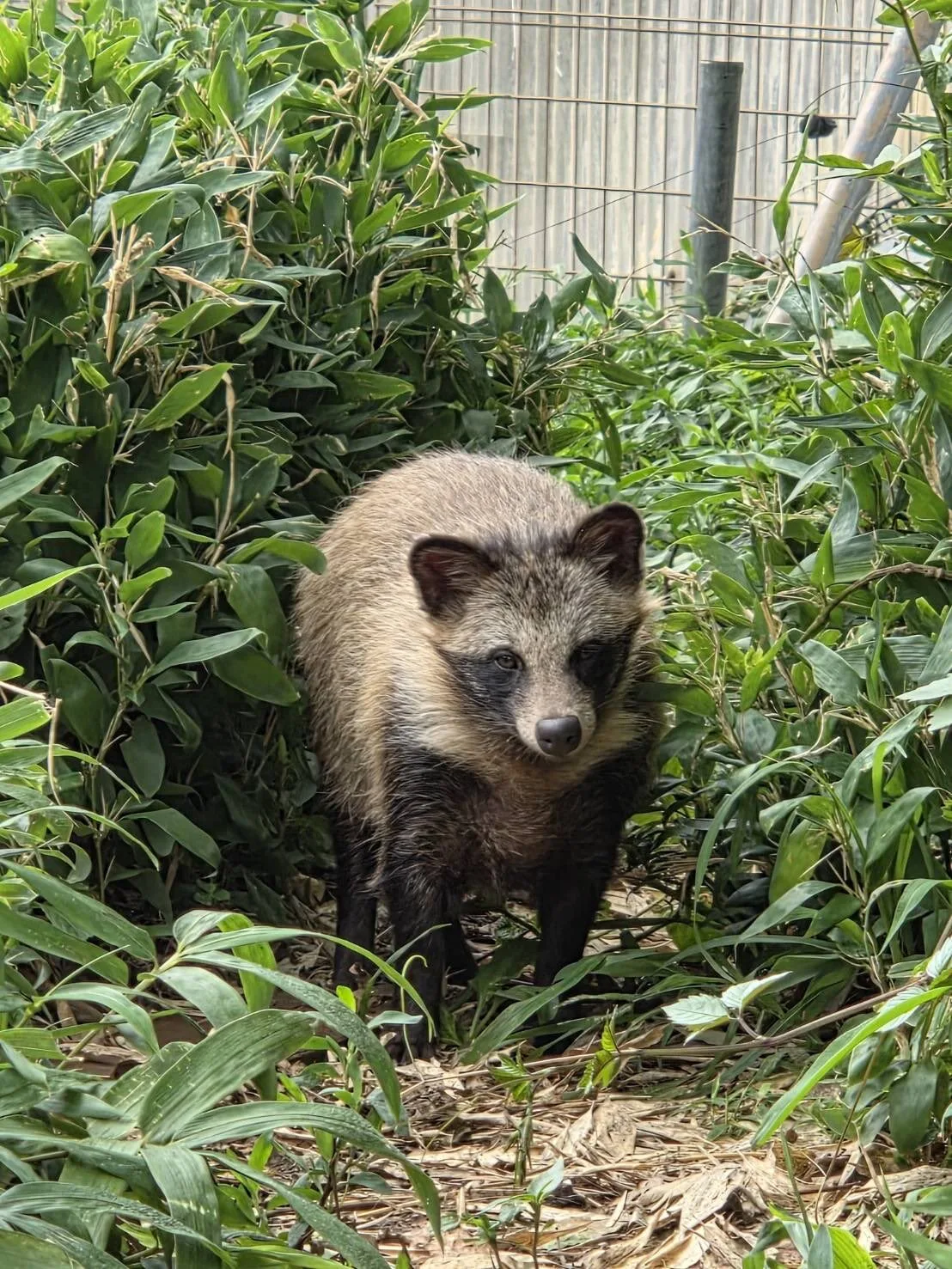 ภาพสัตว์โลกน่ารัก สวนสัตว์โทบุ Tobu Zoo ประเทศญี่ปุ่น