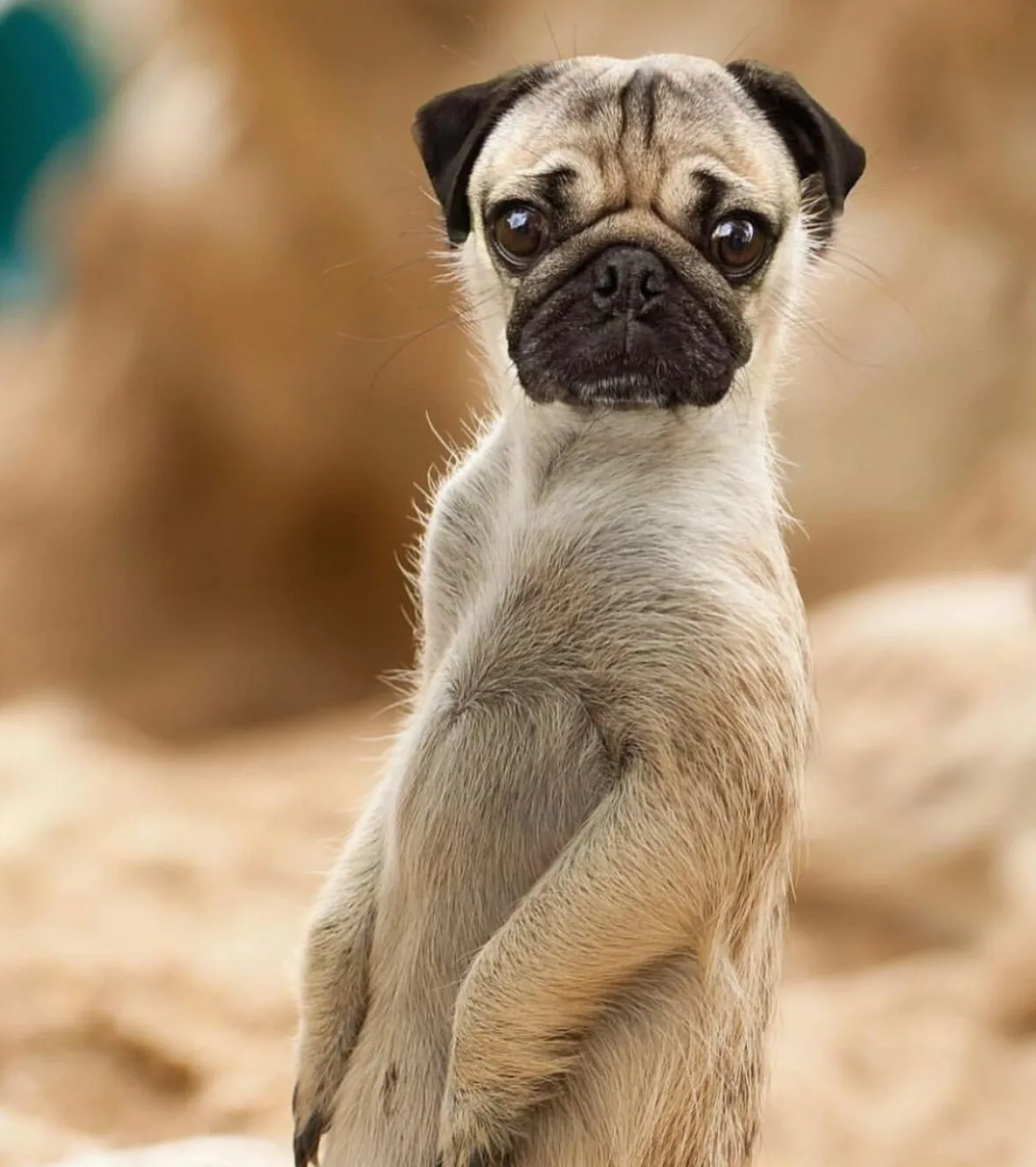 ภาพตัดต่อ Animal Hybrids สัตว์โลกผสมข้ามสายพันธุ์ Photoshop