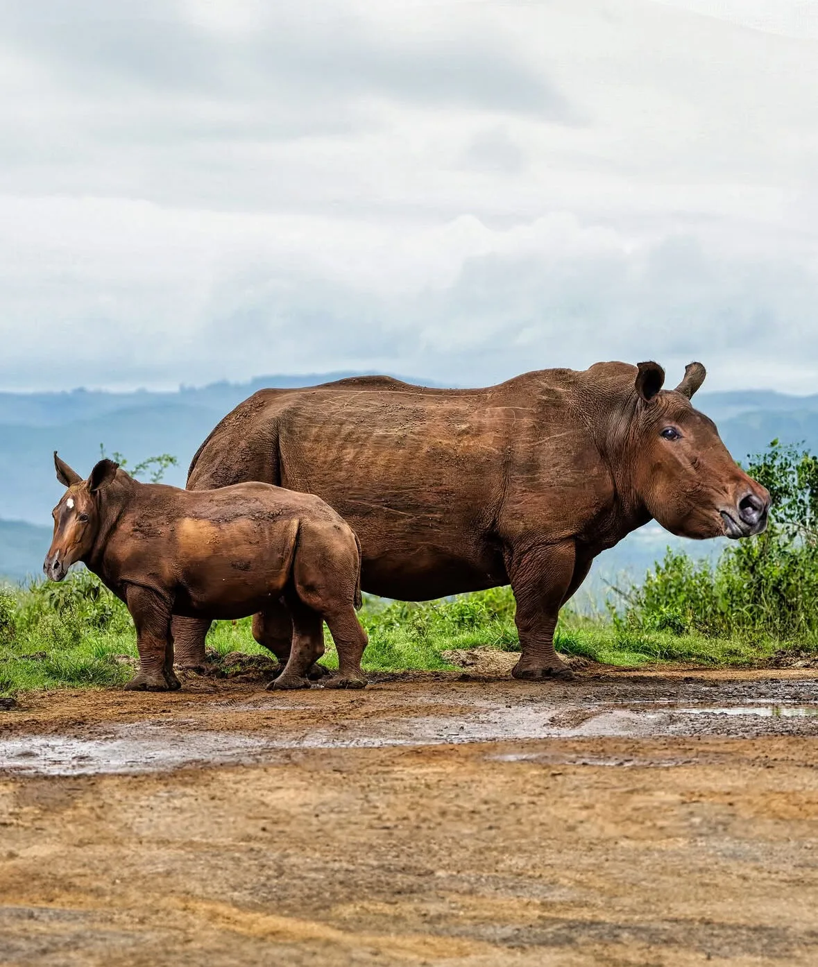 ภาพตัดต่อ Animal Hybrids สัตว์โลกผสมข้ามสายพันธุ์ Photoshop