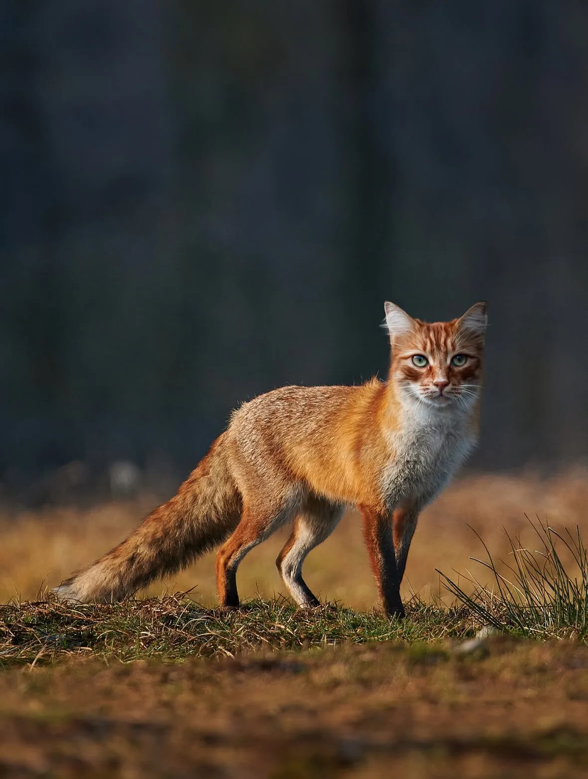ภาพตัดต่อ Animal Hybrids สัตว์โลกผสมข้ามสายพันธุ์ Photoshop