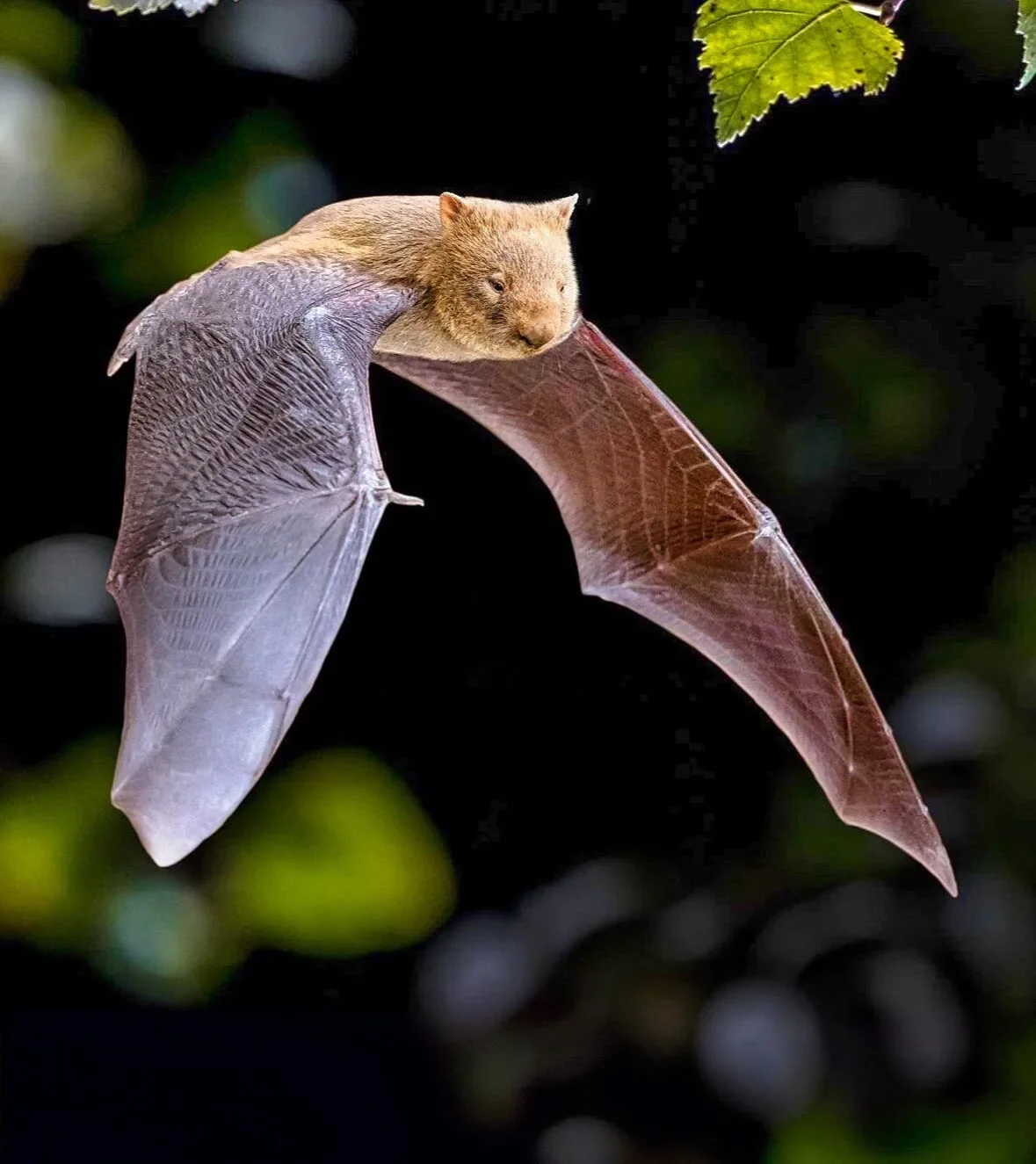 ภาพตัดต่อ Animal Hybrids สัตว์โลกผสมข้ามสายพันธุ์ Photoshop