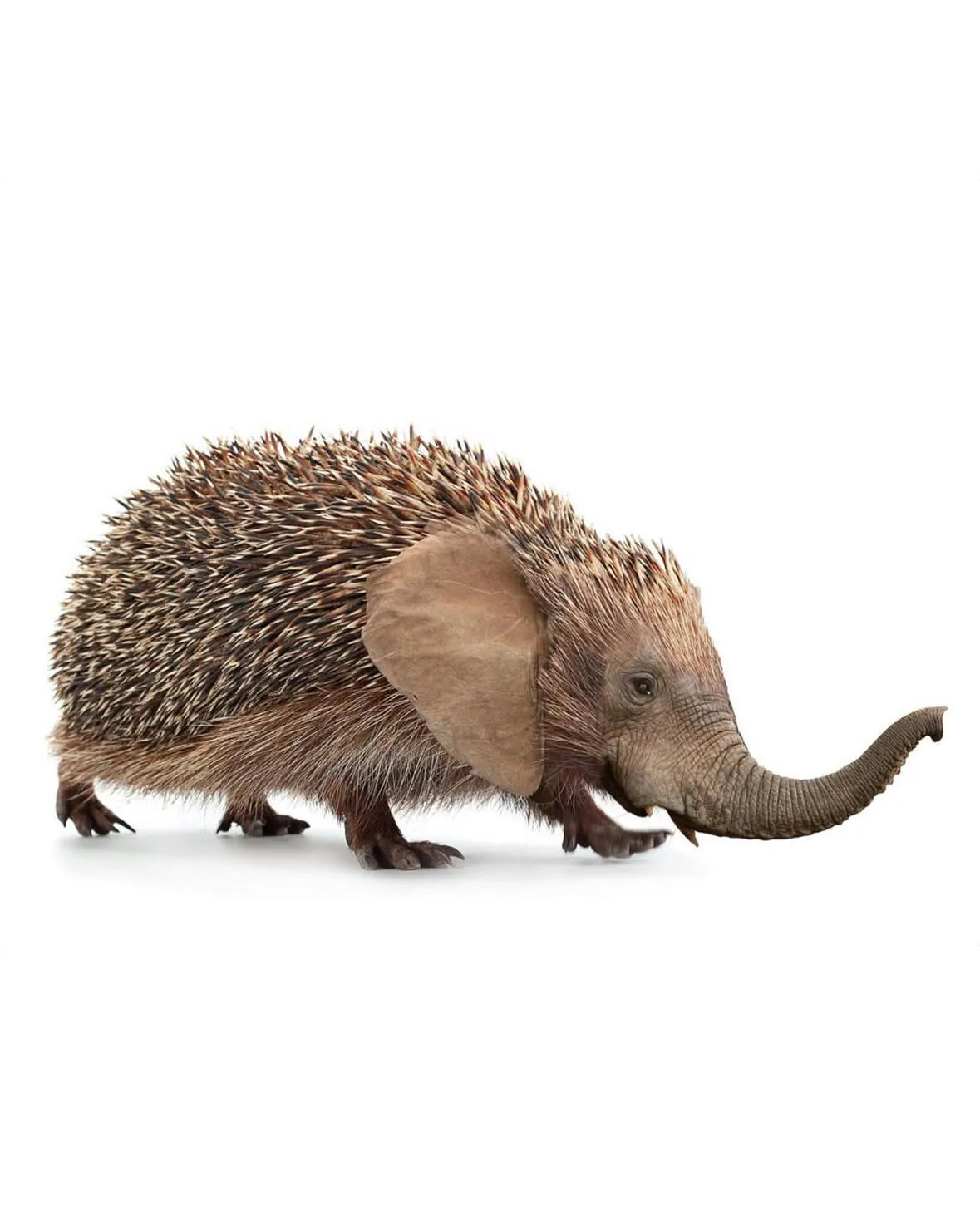 ภาพตัดต่อ Animal Hybrids สัตว์โลกผสมข้ามสายพันธุ์ Photoshop
