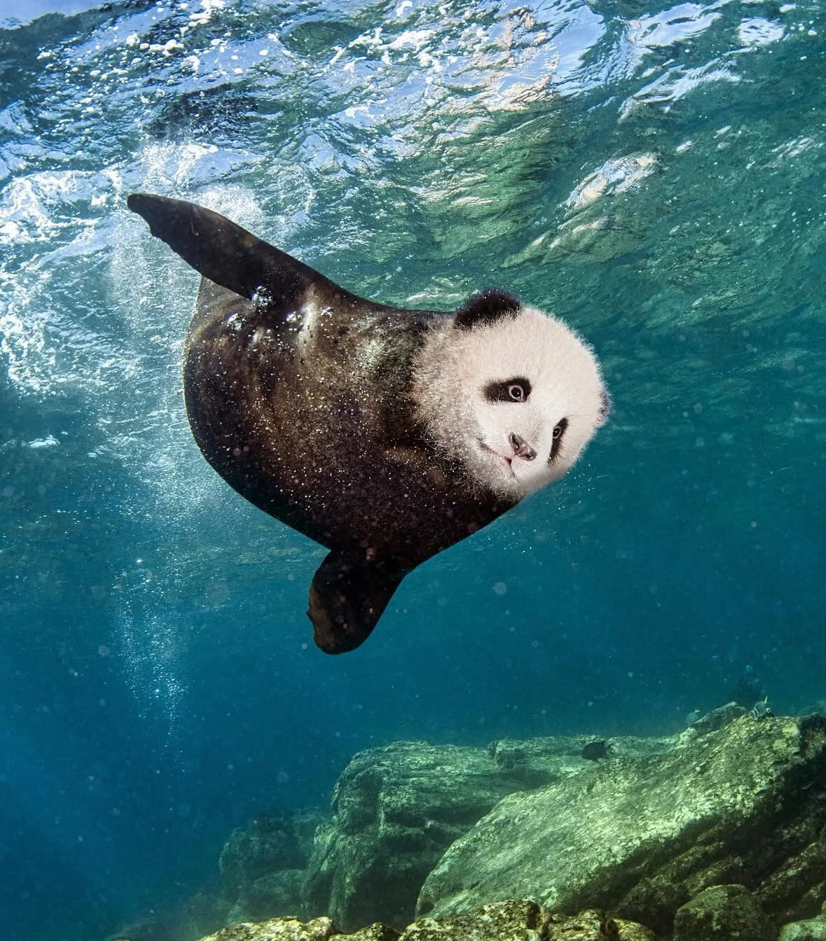 ภาพตัดต่อ Animal Hybrids สัตว์โลกผสมข้ามสายพันธุ์ Photoshop