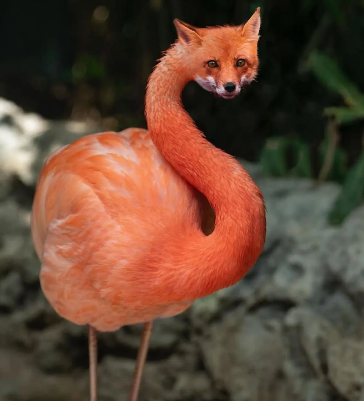 ภาพตัดต่อ Animal Hybrids สัตว์โลกผสมข้ามสายพันธุ์ Photoshop