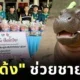 Moo Deng raises 300000 baht to help the border area and distributes stuffed toys for children to cuddle