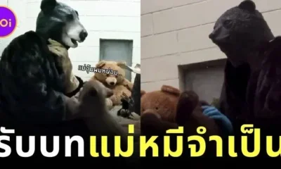 ชาวเน็ตแห่เอ็นดูเจ้าหน้าที่สวนสัตว์ซานดิเอโก้ สวมบท "แม่หมีจำเป็น" พร้อมชุดจัดเต็ม เพื่อให้หมีน้อยกำพร้ารู้สึกอบอุ่น