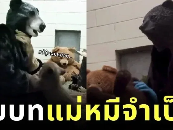 ชาวเน็ตแห่เอ็นดูเจ้าหน้าที่สวนสัตว์ซานดิเอโก้ สวมบท "แม่หมีจำเป็น" พร้อมชุดจัดเต็ม เพื่อให้หมีน้อยกำพร้ารู้สึกอบอุ่น