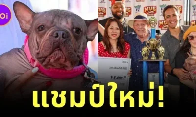 "เพทูเนีย (Petunia)" น้องหมาไร้ขน คว้าตำแหน่ง "สุนัขที่น่าเกลียดที่สุดในโลก" ประจำปี 2025