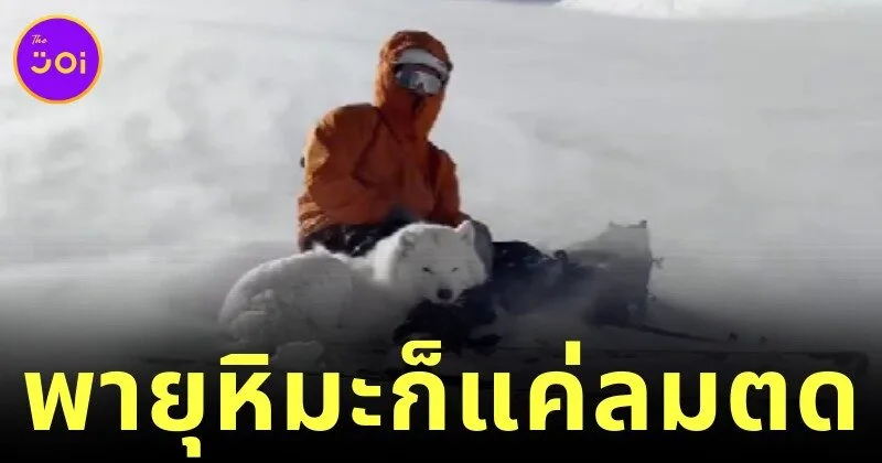 เจ้าหมาซามอยด์ "ออลลี่ (Ollie)" หลับสบายกลางพายุหิมะบนภูเขา ราวกับไม่รู้ร้อนรู้หนาว จนกลายเป็นไวรัล!