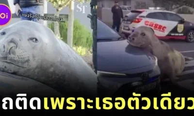 รถติดทั้งอำเภอเพราะเธอตัวเดียว! แมวน้ำช้างหนัก 2 ตัน นอนขวางถนนในแอฟริกาใต้ หลังจำทางกลับทะเลไม่ได้
