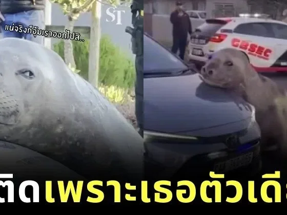 รถติดทั้งอำเภอเพราะเธอตัวเดียว! แมวน้ำช้างหนัก 2 ตัน นอนขวางถนนในแอฟริกาใต้ หลังจำทางกลับทะเลไม่ได้