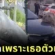รถติดทั้งอำเภอเพราะเธอตัวเดียว! แมวน้ำช้างหนัก 2 ตัน นอนขวางถนนในแอฟริกาใต้ หลังจำทางกลับทะเลไม่ได้