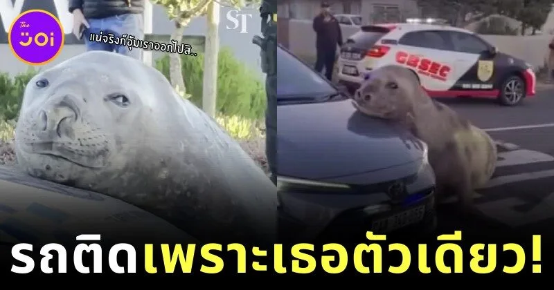 รถติดทั้งอำเภอเพราะเธอตัวเดียว! แมวน้ำช้างหนัก 2 ตัน นอนขวางถนนในแอฟริกาใต้ หลังจำทางกลับทะเลไม่ได้