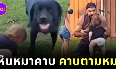 a boy pick up ball like a dog