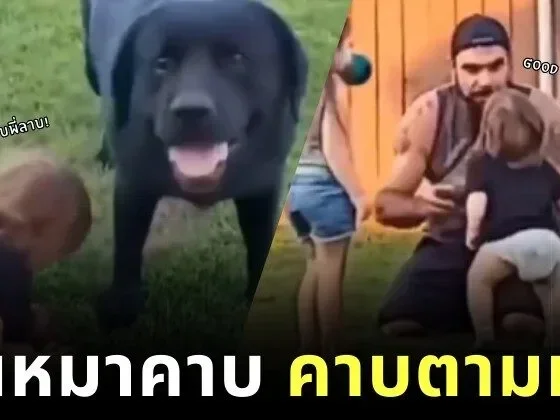 a boy pick up ball like a dog