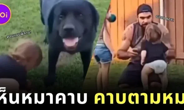 a boy pick up ball like a dog