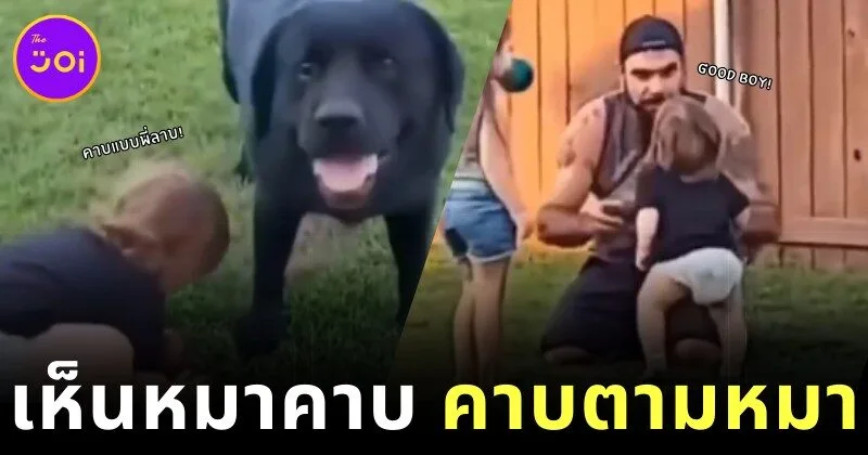 a boy pick up ball like a dog