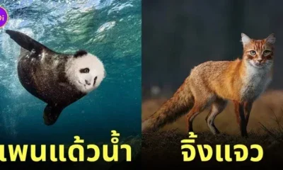 ภาพตัดต่อ Animal Hybrids สัตว์โลกผสมข้ามสายพันธุ์ Photoshop