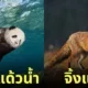 ภาพตัดต่อ Animal Hybrids สัตว์โลกผสมข้ามสายพันธุ์ Photoshop