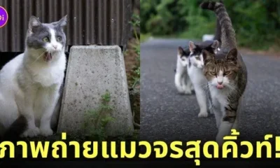 ภาพแมวจรจัด ช่างภาพชาวญี่ปุ่น Masayuki Oki