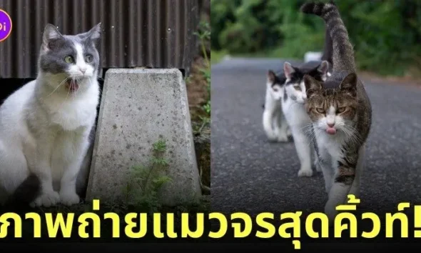 ภาพแมวจรจัด ช่างภาพชาวญี่ปุ่น Masayuki Oki