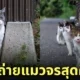 ภาพแมวจรจัด ช่างภาพชาวญี่ปุ่น Masayuki Oki