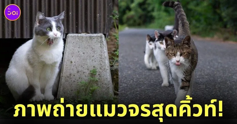 ภาพแมวจรจัด ช่างภาพชาวญี่ปุ่น Masayuki Oki