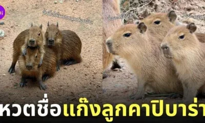 สวนสัตว์เปิดเขาเขียวชวนตั้งชื่อให้แก๊งลูกคาปิบาร่า