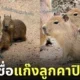 สวนสัตว์เปิดเขาเขียวชวนตั้งชื่อให้แก๊งลูกคาปิบาร่า