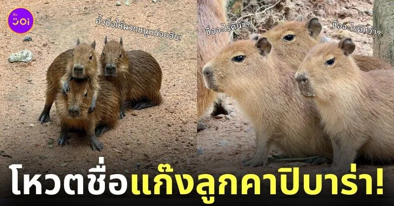 สวนสัตว์เปิดเขาเขียวชวนตั้งชื่อให้แก๊งลูกคาปิบาร่า