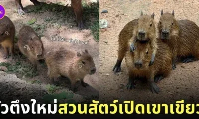 ลูกคาปิบาร่า ลูกกะปิปลาร้า สวนสัตว์เปิดเขาเขียว