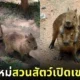 ลูกคาปิบาร่า ลูกกะปิปลาร้า สวนสัตว์เปิดเขาเขียว