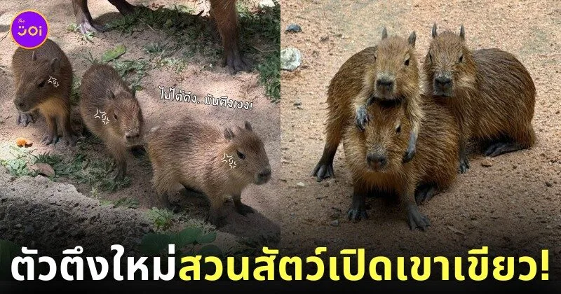 ลูกคาปิบาร่า ลูกกะปิปลาร้า สวนสัตว์เปิดเขาเขียว