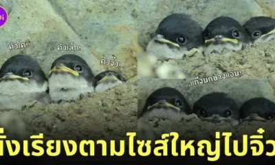 ภาพแก๊งนกนางแอ่นที่นั่งเรียงตามไซส์จากใหญ่ไปจิ๋ว