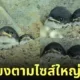 ภาพแก๊งนกนางแอ่นที่นั่งเรียงตามไซส์จากใหญ่ไปจิ๋ว