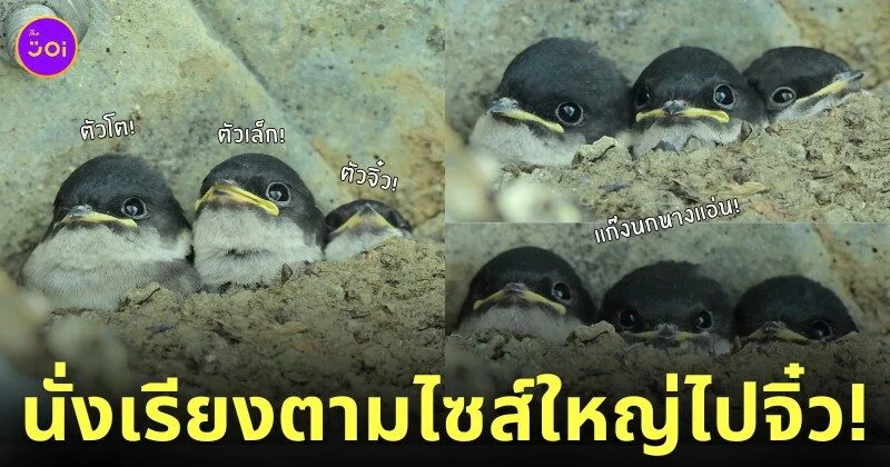 ภาพแก๊งนกนางแอ่นที่นั่งเรียงตามไซส์จากใหญ่ไปจิ๋ว