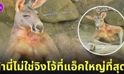 จิงโจ้นอนอวดกล้ามโต สวนสัตว์เปิดเขาเขียว