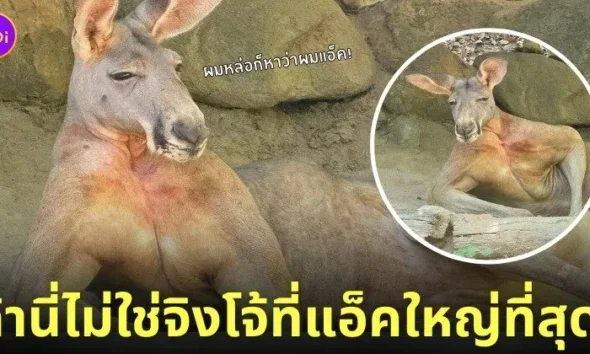 จิงโจ้นอนอวดกล้ามโต สวนสัตว์เปิดเขาเขียว