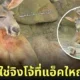 จิงโจ้นอนอวดกล้ามโต สวนสัตว์เปิดเขาเขียว