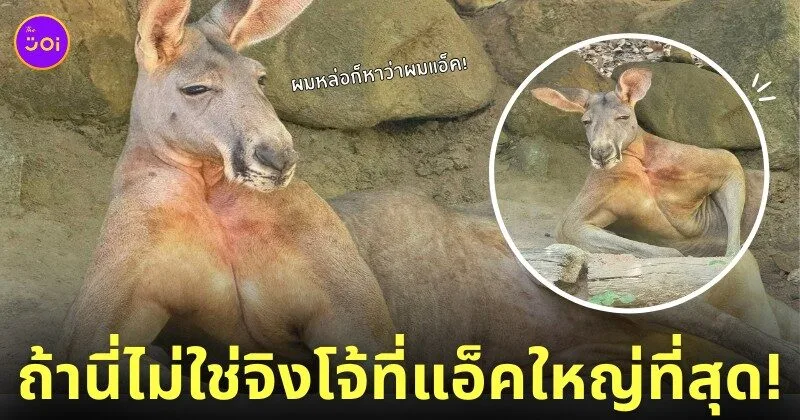 จิงโจ้นอนอวดกล้ามโต สวนสัตว์เปิดเขาเขียว