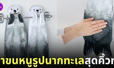 ผ้าขนหนูรูปนากทะเล Felissimo