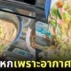 ภาพโมเดลอาหารตั้งโชว์หน้าร้านในญี่ปุ่นละลาย