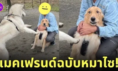 หมาไซบีเรียน เมคเฟรนด์ หมาโกลเด้น