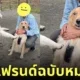 หมาไซบีเรียน เมคเฟรนด์ หมาโกลเด้น