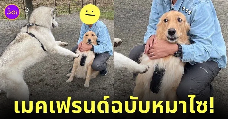 หมาไซบีเรียน เมคเฟรนด์ หมาโกลเด้น