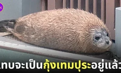 แมวน้ำลายจุด กุ้งเทมปุระ