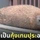 แมวน้ำลายจุด กุ้งเทมปุระ