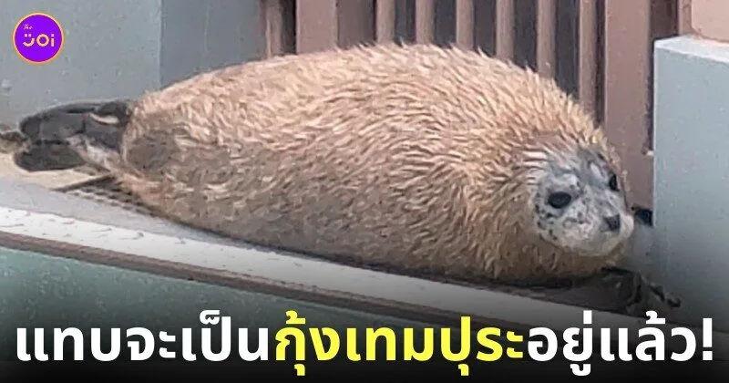 แมวน้ำลายจุด กุ้งเทมปุระ