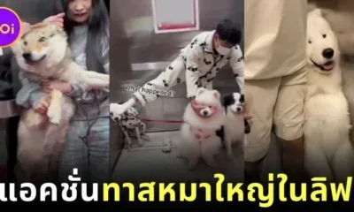 พาส่องรีแอคชั่นเมื่อเจ้าของหมาใหญ่และน้อง ๆ ต้องร่วมลิฟต์กับคนแปลกหน้า ทั้งฮาและน่าเอ็นดูแบบที่ทาสหมาเท่านั้นที่จะเข้าใจ!